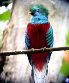 quetzal